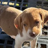 Boy, a male Beagle for sale in Jay, OK – Photo 1 of 2