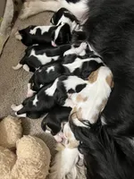 Chloe’s Litter, a male Cavalier King Charles Spaniel for sale in Poyen, AR – Photo 2 of 4