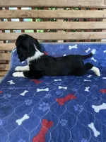 Chloe’s Litter, a male Cavalier King Charles Spaniel for sale in Poyen, AR – Photo 3 of 4