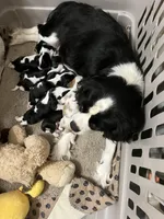 Chloe’s Litter, a male Cavalier King Charles Spaniel for sale in Poyen, AR – Photo 1 of 4