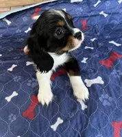 Chloe’s Litter, a male Cavalier King Charles Spaniel for sale in Poyen, AR – Photo 4 of 4