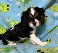Smudge, a male Cavalier King Charles Spaniel for sale in Poyen, AR – Photo 2 of 3