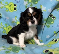 Smudge, a male Cavalier King Charles Spaniel for sale in Poyen, AR – Photo 3 of 3