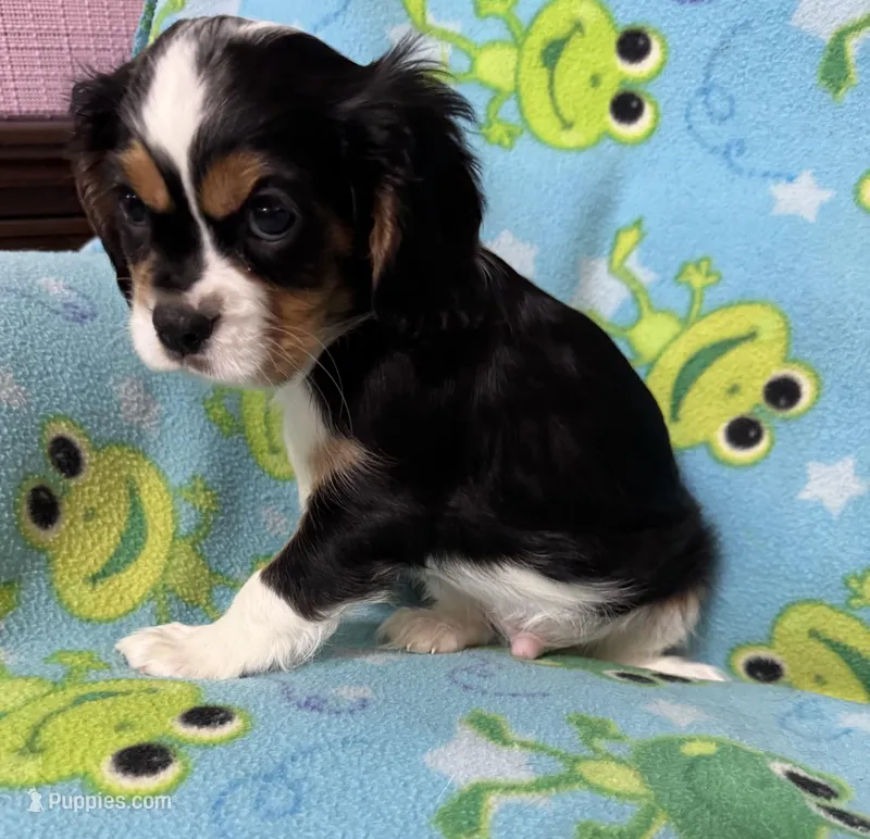 Smudge, a male Cavalier King Charles Spaniel for sale in Poyen, AR – Photo 1 of 3