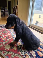 Scooby, a male Rottweiler for sale in Aurora, IL – 3 of 5