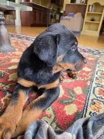 Scooby, a male Rottweiler for sale in Aurora, IL – 5 of 5