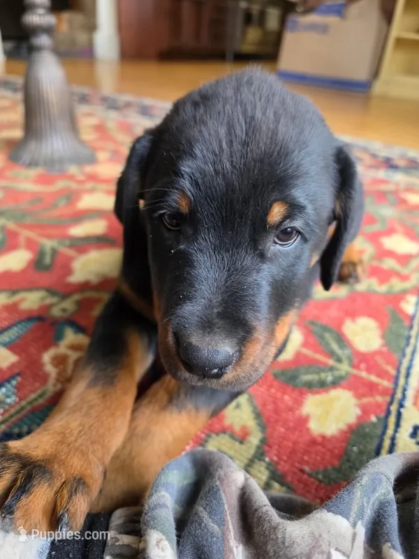 Scooby – Rottweiler puppy for sale in Aurora, IL