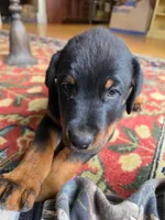 Scooby, a male Rottweiler for sale in Aurora, IL – 1 of 5