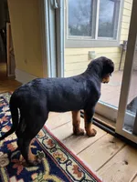 Scooby, a male Rottweiler for sale in Aurora, IL – 2 of 5