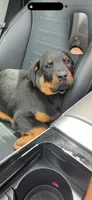 Scooby, a male Rottweiler for sale in Aurora, IL – 4 of 5