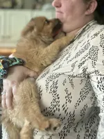 Pedigree/registered, a male Pomeranian for sale in Davenport, FL – Photo 6 of 9