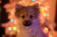 Pedigree/registered, a male Pomeranian for sale in Davenport, FL – Photo 1 of 9