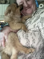 Pedigree/registered, a male Pomeranian for sale in Davenport, FL – Photo 7 of 9