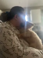 Pedigree/registered, a male Pomeranian for sale in Davenport, FL – Photo 5 of 9