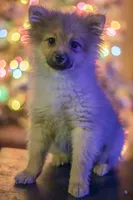 Pedigree/registered, a male Pomeranian for sale in Davenport, FL – Photo 2 of 9