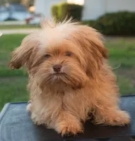 PEDIGREE/REGISTERED, a male Shiranian for sale in Davenport, FL – 3 of 10