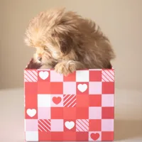 PEDIGREE/REGISTERED, a male Shiranian for sale in Davenport, FL – Photo 6 of 7