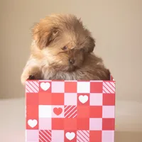 PEDIGREE/REGISTERED, a male Shiranian for sale in Davenport, FL – Photo 4 of 7