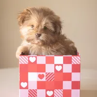 PEDIGREE/REGISTERED, a male Shiranian for sale in Davenport, FL – Photo 2 of 7