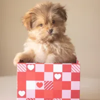 PEDIGREE/REGISTERED, a male Shiranian for sale in Davenport, FL – Photo 3 of 7