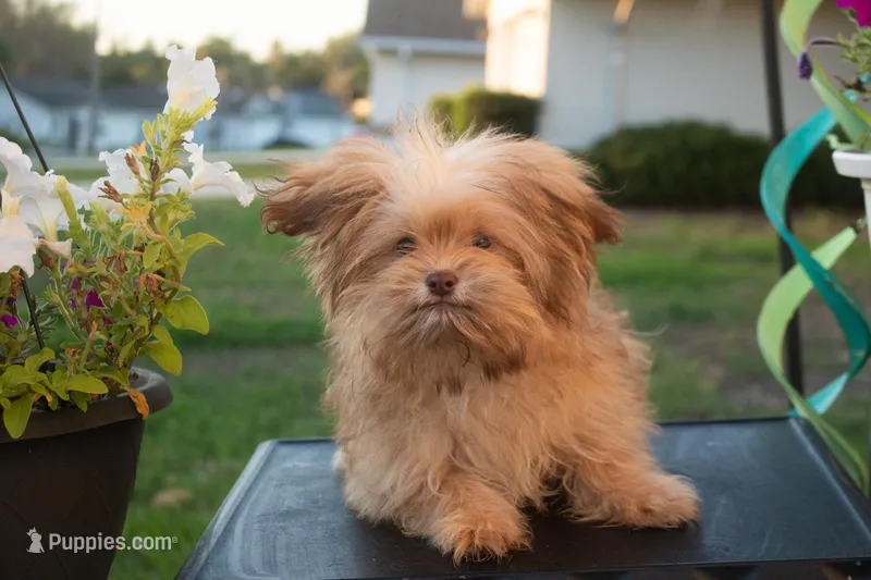 PEDIGREE/REGISTERED – Shiranian puppy for sale in Davenport, FL