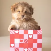 PEDIGREE/REGISTERED, a male Shiranian for sale in Davenport, FL – Photo 5 of 7