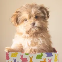 PEDIGREE/REGISTERED, a male Shiranian for sale in Davenport, FL – Photo 1 of 7