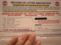 PEDIGREE/REGISTERED, a male Shiranian for sale in Davenport, FL – Photo 7 of 7