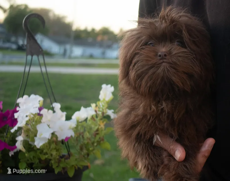 PEDIGREE/REGISTERED – Shiranian puppy for sale in Davenport, FL