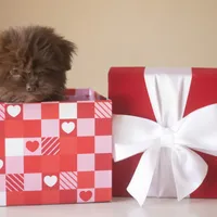 PEDIGREE/REGISTERED, a male Shiranian for sale in Davenport, FL – Photo 5 of 7