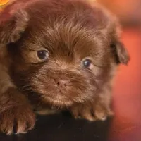 PEDIGREE/REGISTERED, a male Shiranian for sale in Davenport, FL – Photo 2 of 7