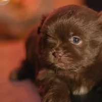 PEDIGREE/REGISTERED, a male Shiranian for sale in Davenport, FL – Photo 3 of 7