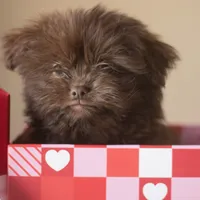 PEDIGREE/REGISTERED, a male Shiranian for sale in Davenport, FL – Photo 6 of 7