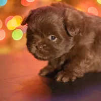 PEDIGREE/REGISTERED, a male Shiranian for sale in Davenport, FL – Photo 4 of 7