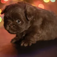 PEDIGREE/REGISTERED, a female Shiranian for sale in Davenport, FL – Photo 3 of 4