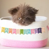 PEDIGREE/REGISTERED, a female Shiranian for sale in Davenport, FL – Photo 1 of 4