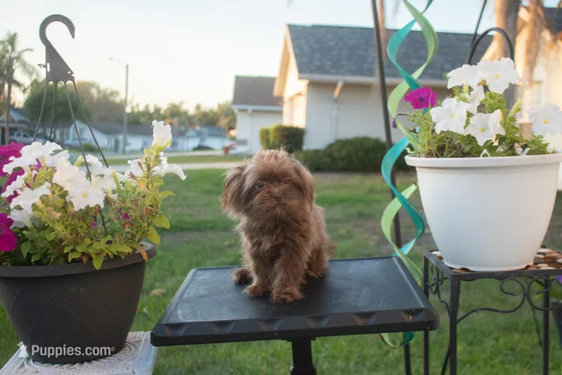 PEDIGREE/REGISTERED – Shiranian puppy for sale in Davenport, FL