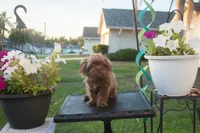 PEDIGREE/REGISTERED, a female Shiranian for sale in Davenport, FL – 1 of 7