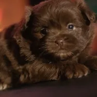 PEDIGREE/REGISTERED, a female Shiranian for sale in Davenport, FL – Photo 2 of 4