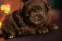 processed/537c498d-51fe-4d92-9c0a-9e969bc5d3f4/listing/5838d77c-f819-43ec-bfd3-7fdbbf72ce41/ab3b36c3-5af5-4208-83d3-dfea815c87ea