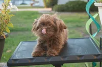 PEDIGREE/REGISTERED, a female Shiranian for sale in Davenport, FL – 3 of 7