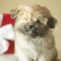 PEDIGREE/REGISTERED, a male Shiranian for sale in Davenport, FL – Photo 8 of 9