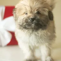 PEDIGREE/REGISTERED, a male Shiranian for sale in Davenport, FL – Photo 7 of 9