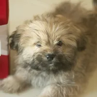 PEDIGREE/REGISTERED, a male Shiranian for sale in Davenport, FL – Photo 6 of 9