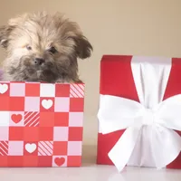 PEDIGREE/REGISTERED, a male Shiranian for sale in Davenport, FL – Photo 3 of 9