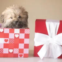 PEDIGREE/REGISTERED, a male Shiranian for sale in Davenport, FL – Photo 4 of 9