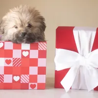 PEDIGREE/REGISTERED, a male Shiranian for sale in Davenport, FL – Photo 5 of 9