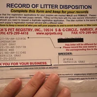 PEDIGREE/REGISTERED, a male Shiranian for sale in Davenport, FL – Photo 9 of 9