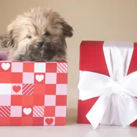 PEDIGREE/REGISTERED, a male Shiranian for sale in Davenport, FL – Photo 2 of 9