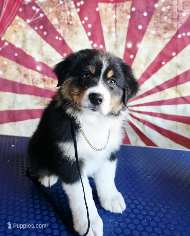 Barnum, a male Australian Shepherd for sale in Kenton, TN – 1 of 1